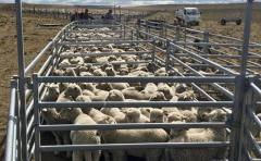 En febrero desembarcarÃ¡ en Uruguay una misiÃ³n tÃ©cnico comercial de MÃ©xico interesada en la carne ovina