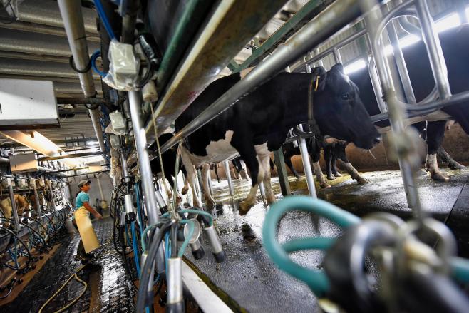 A pesar de la preocupación las exportaciones de lácteos suben 17 % en lo que va de año