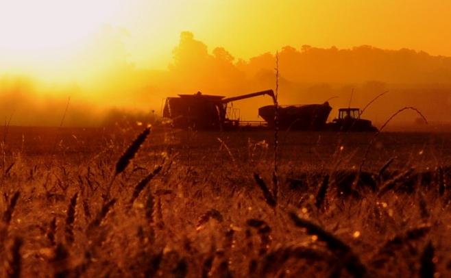Mientras se sembró más del 70% del área de soja de segunda, la cosecha de trigo alcanza el 90% del área