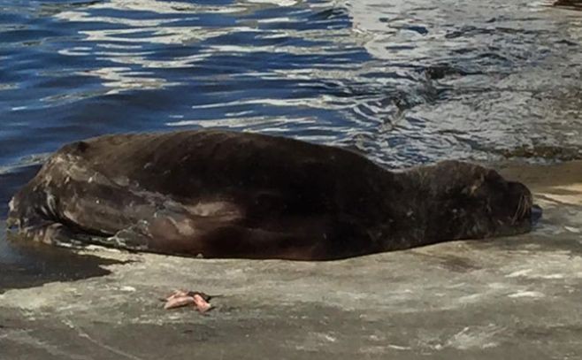 Dinama descartó que muerte de lobos en Maldonado sea a causa de derrame de hidrocarburos