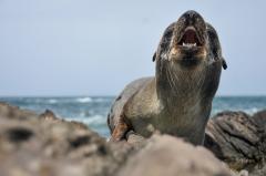 Investigan la muerte de unos 80 lobos marinos en la costa de Maldonado