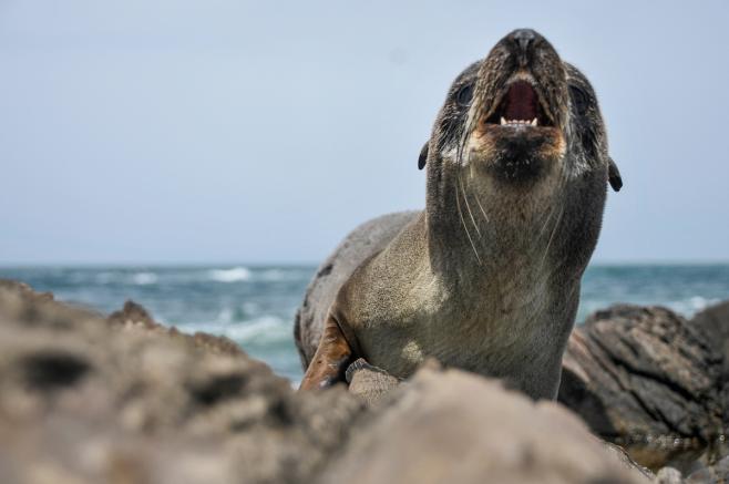 Investigan la muerte de unos 80 lobos marinos en la costa de Maldonado