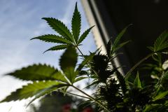 Argentina colaborará con empresa canadiense en estudio de cannabis medicinal