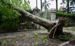Temporal deja más de 60.000 hogares sin luz y árboles caídos