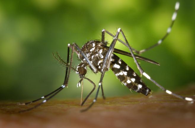 Paraguay bajo alerta roja por mosquito transmisor de dengue