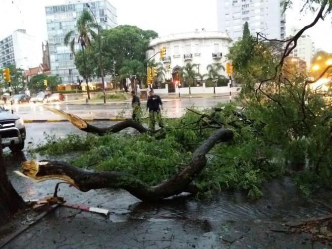 Unas 200 casos de árboles caídos por temporales siguen sin ser atendidos