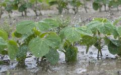 Mientras que los cultivos de segunda sufren las Ãºltimas lluvias, la soja de primera se encuentra en un buen momento