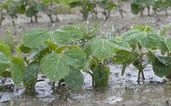 Mientras que los cultivos de segunda sufren las últimas lluvias, la soja de primera se encuentra en un buen momento