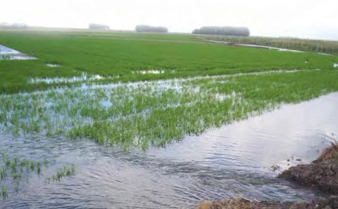 Unas 2.000 hectáreas implantadas de arroz están en riesgo dado las abundantes lluvias