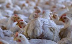 Murieron 80 mil pollos por las altas temperaturas