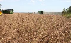 Paraguay dejarÃ¡ de recibir 300 millones de dÃ³lares menos por una menor producciÃ³n de soja