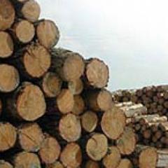 Gobierno busca diversificar producción forestal