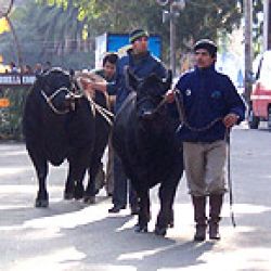 Finaliza la 101 edición de la fiesta del campo en la ciudad