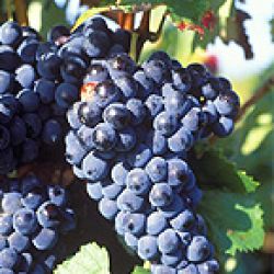 Abundantes lluvias dañan la producción de uvas