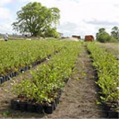 Se acerca habilitación del mercado de EE.UU. a los arándanos uruguayos